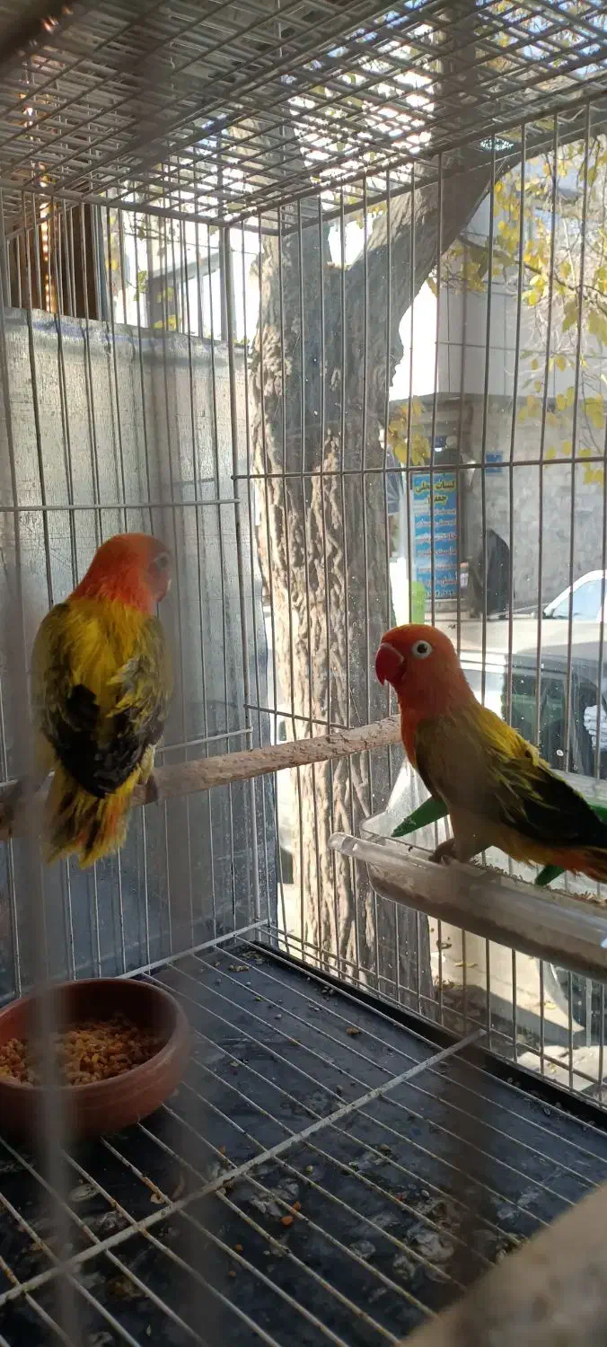 قناری جفت شده و کوتوله جفت رنگهای خاص|پرنده|مشهد, شهید آوینی|دیوار