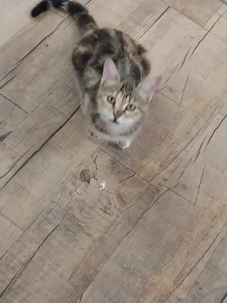 شیطون و خوشگل|گربه|کرمان, |دیوار