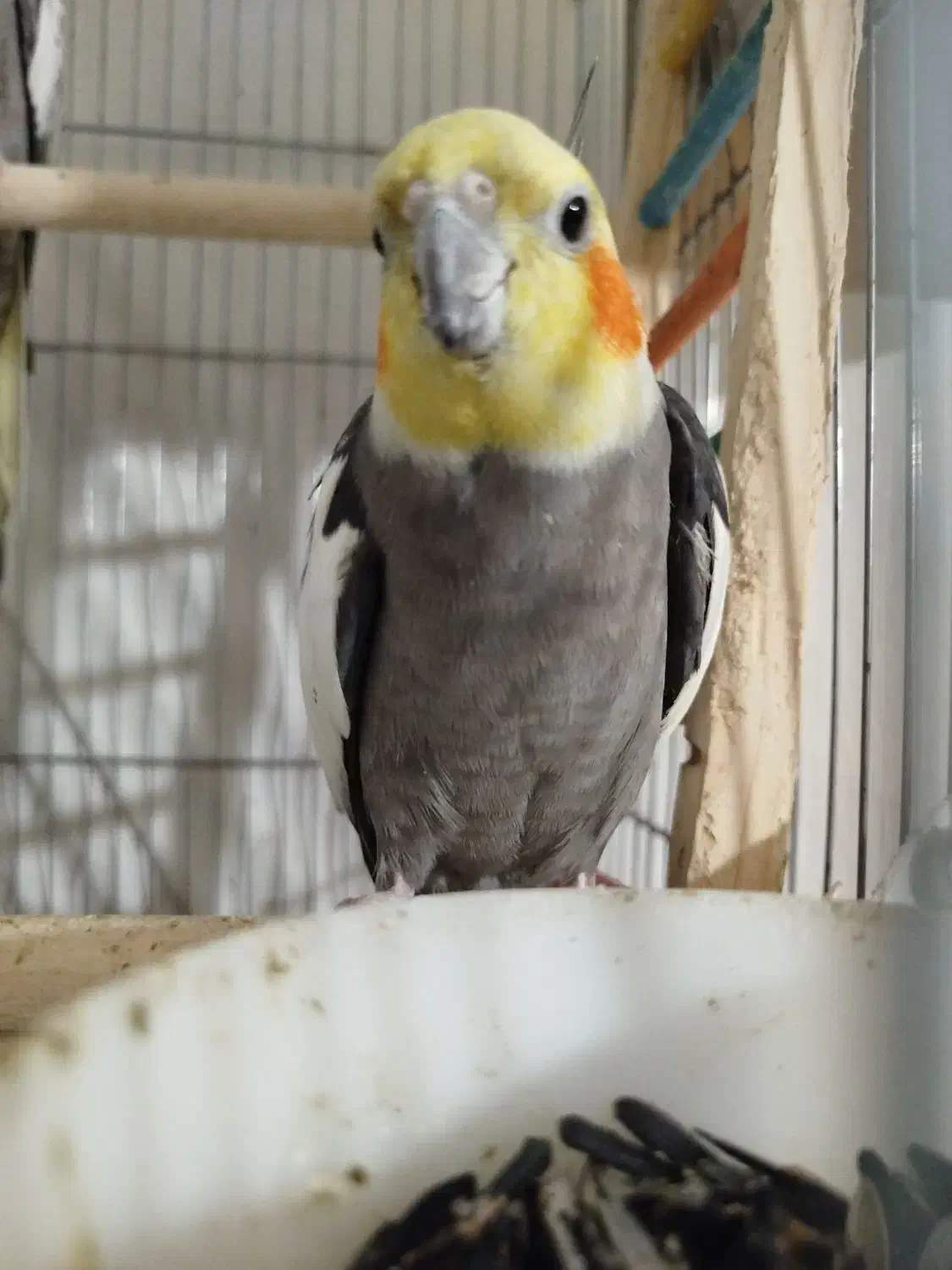 عروس هلندی|پرنده|پیرانشهر, |دیوار