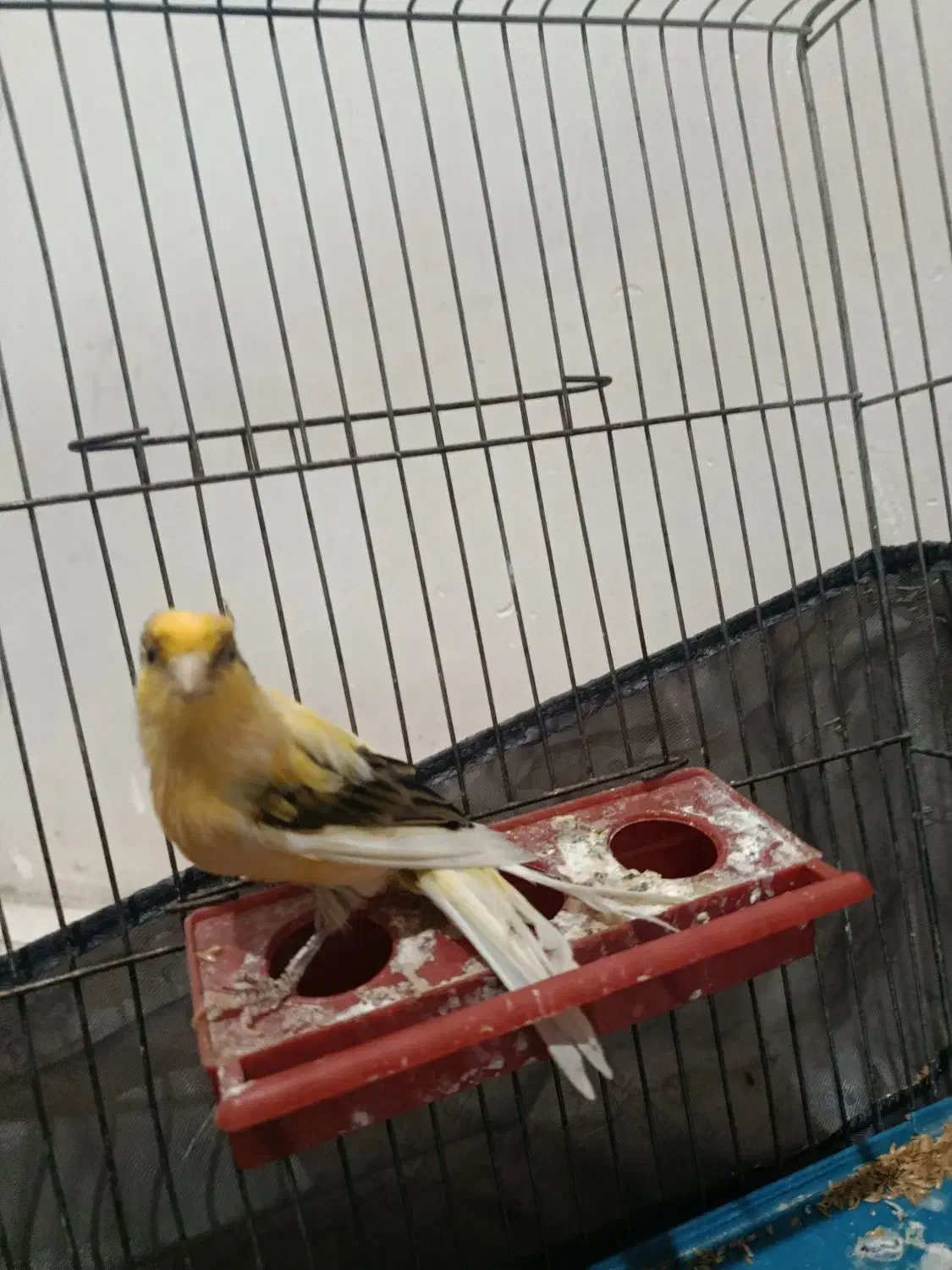 قناری نر|پرنده|الوند, |دیوار