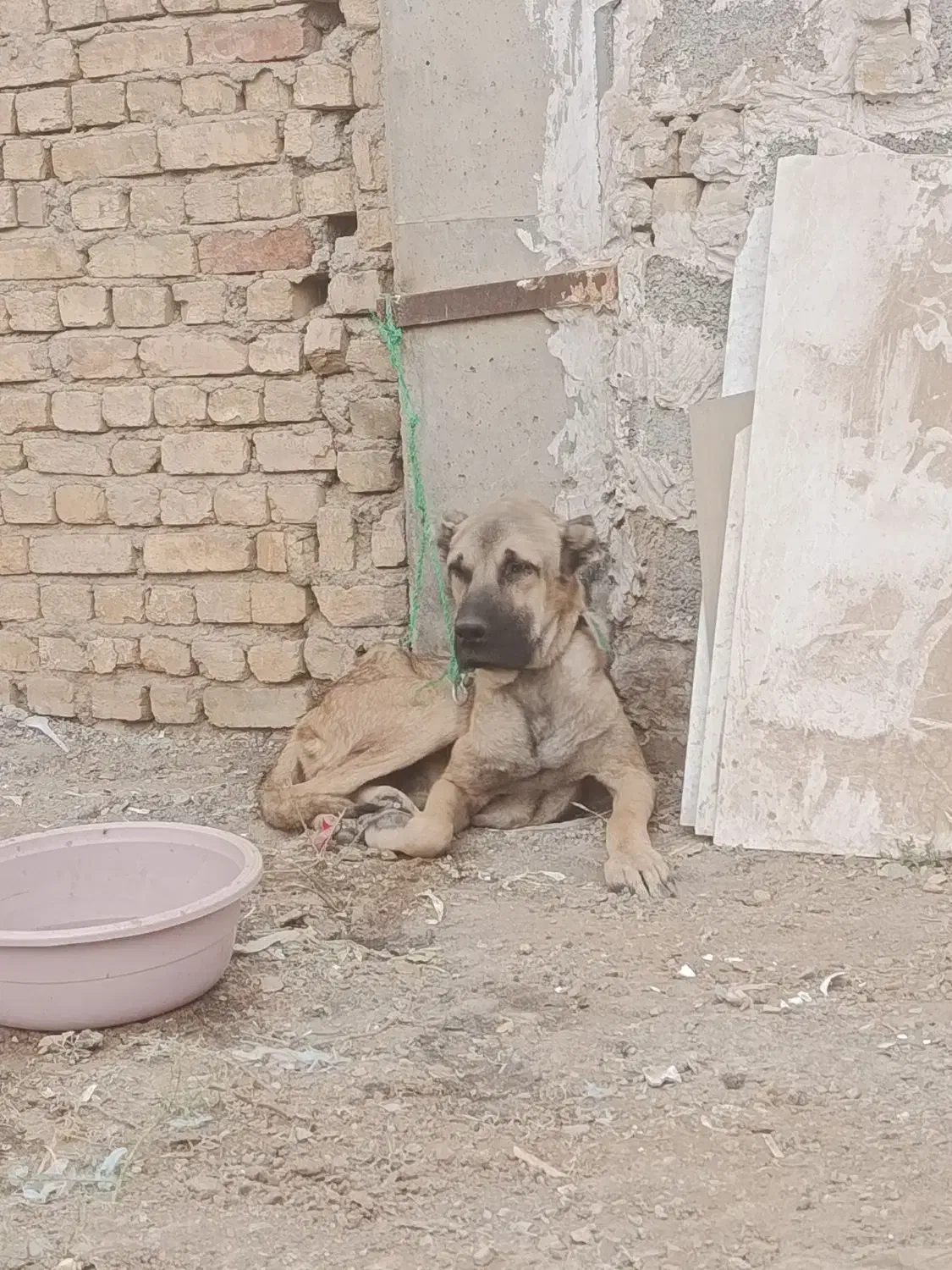 سگ سرابی نر|سگ|اصفهان, حصه جنوبی|دیوار