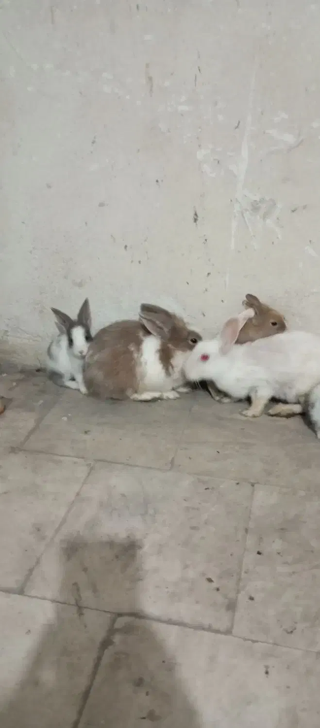 خرگوش لپ|موش و خرگوش|رباطکریم, رباطکریم|دیوار