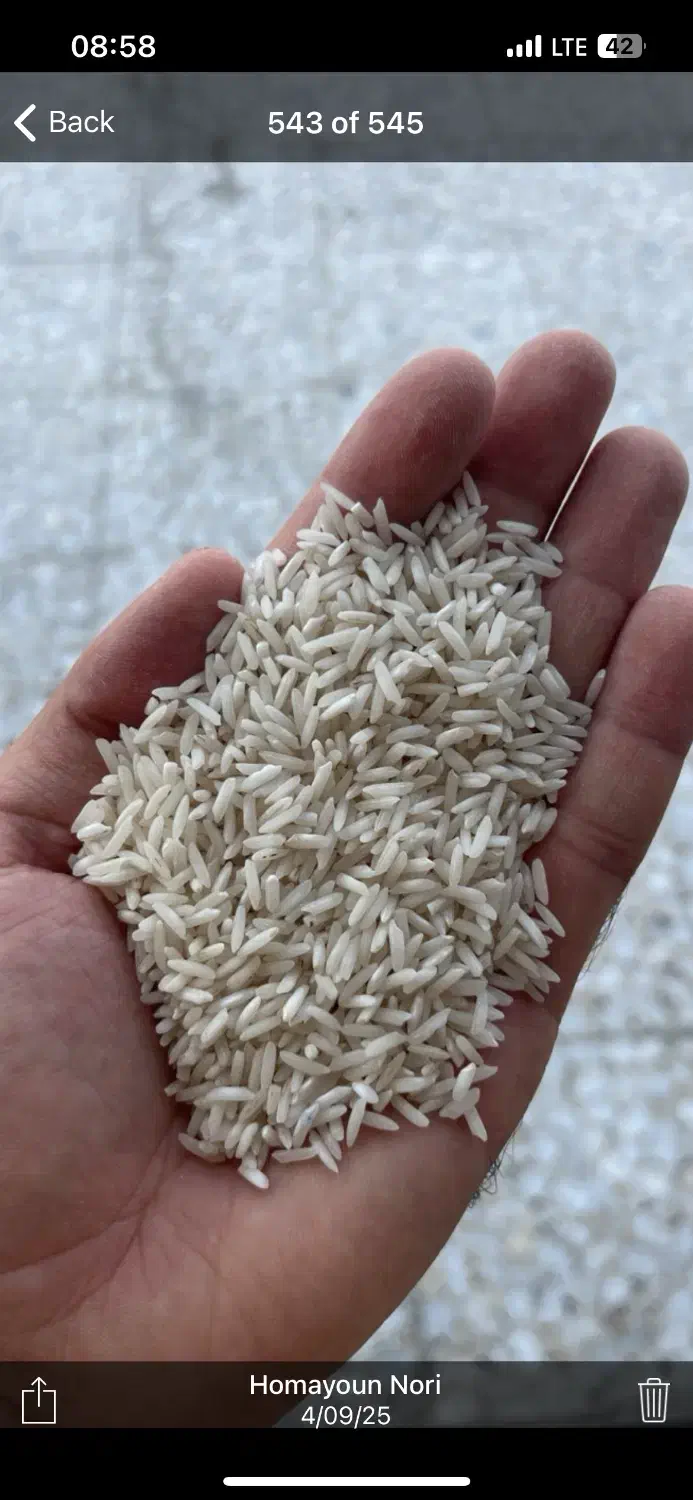 برنج مختار هاشمی سورتینگ شده تازه الک یک|خوردنی و آشامیدنی|پره‌سر, |دیوار