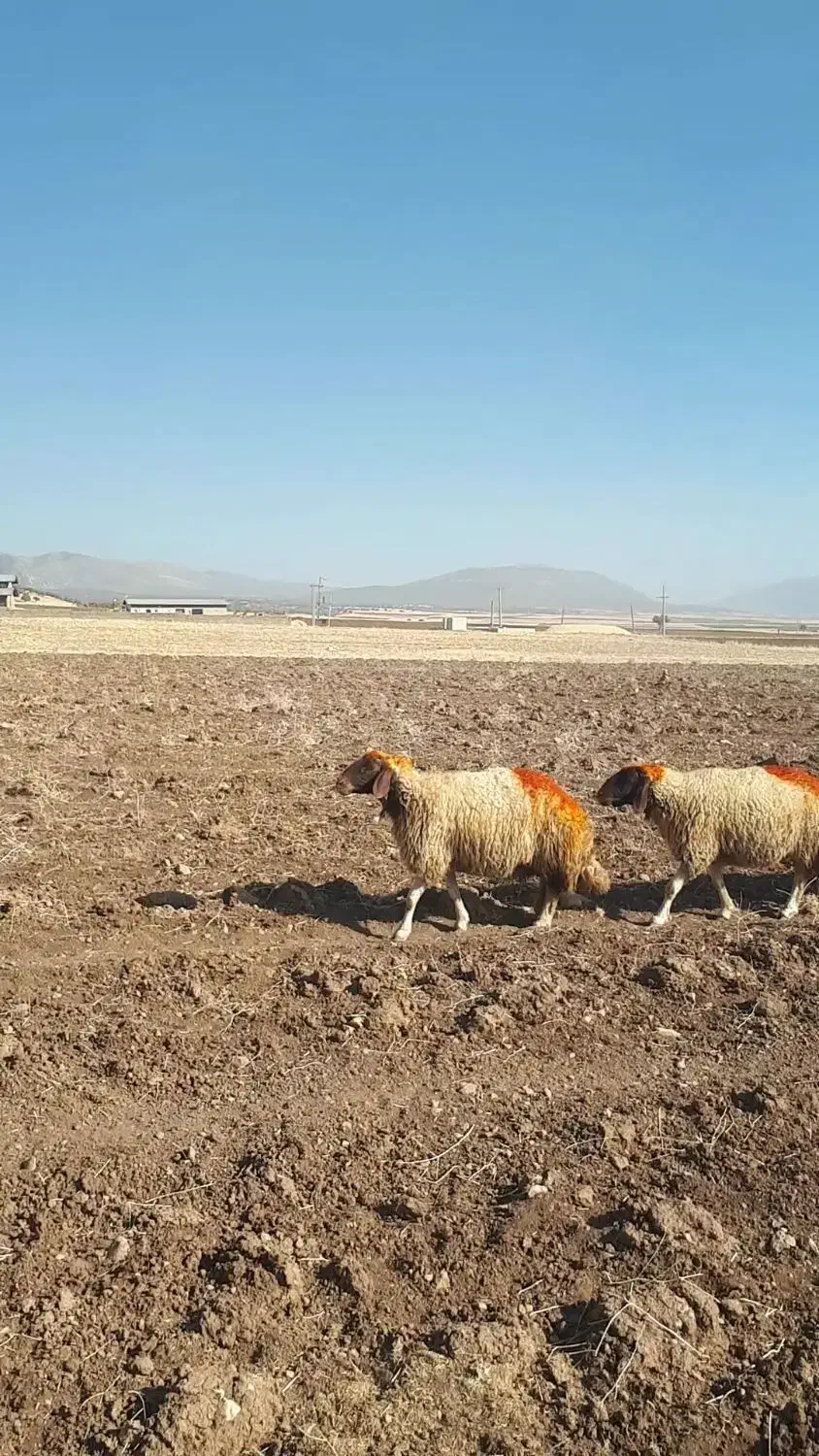 میش|حیوانات مزرعه|گوآور, |دیوار