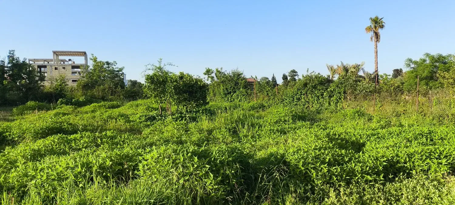 فروش زمین اکازیون در رامسر|فروش زمین و ملک کلنگی|کتالم و سادات شهر, |دیوار