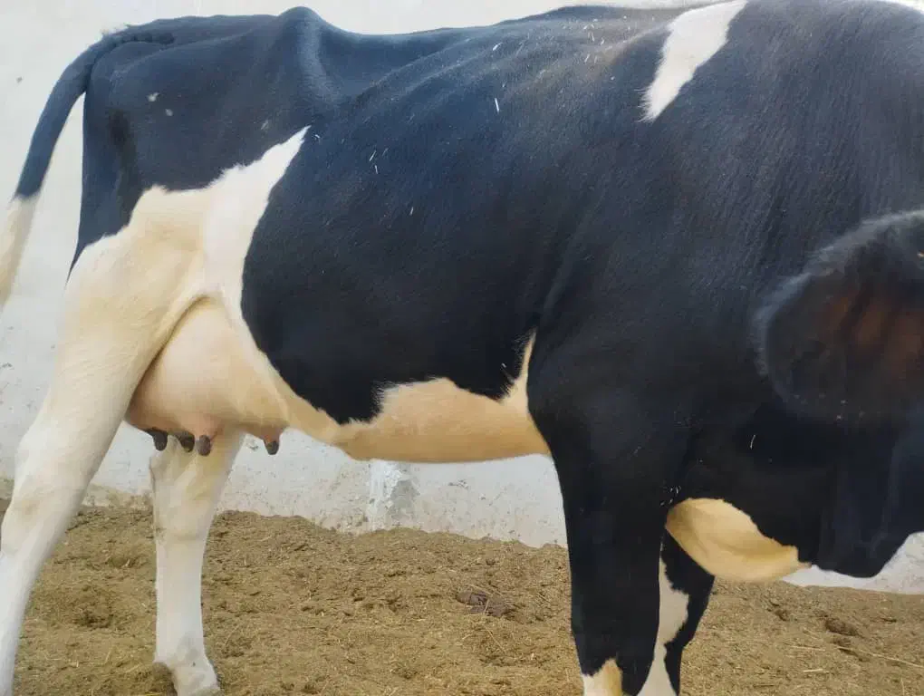 گوساله تلیسه آبستن گاو ابس گاو شیری|حیوانات مزرعه|کوهین, |دیوار