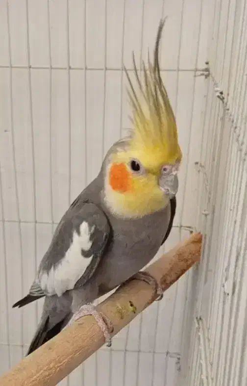 عروس هلندی نر|پرنده|مهاباد (آذربایجان غربی), |دیوار