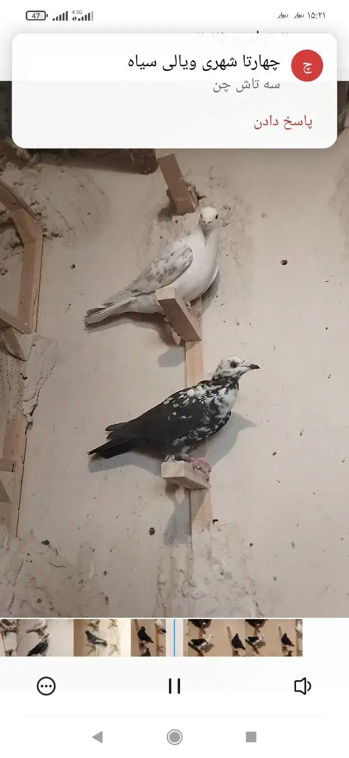 ۱۷تا پلاکی خوب|پرنده|مرودشت, رودبال|دیوار