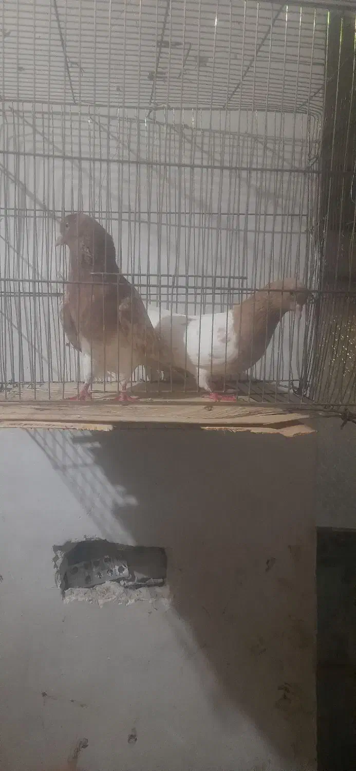 تعدادی کبوتر|پرنده|گرمی, |دیوار