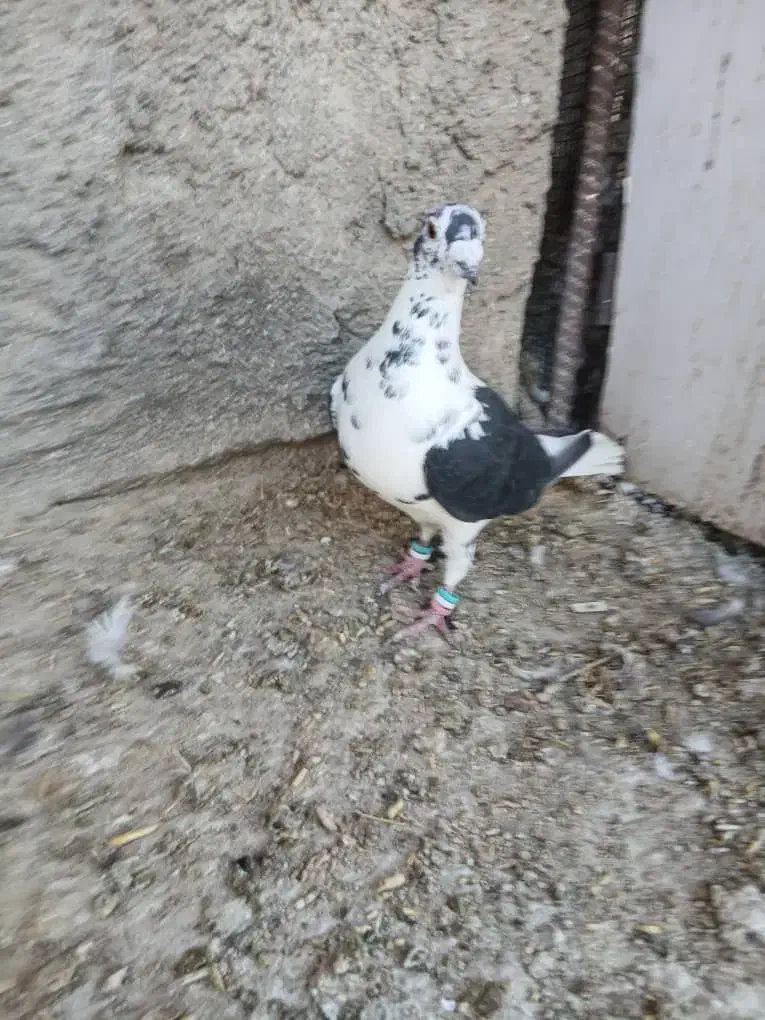 کبوتر|پرنده|برازجان, |دیوار