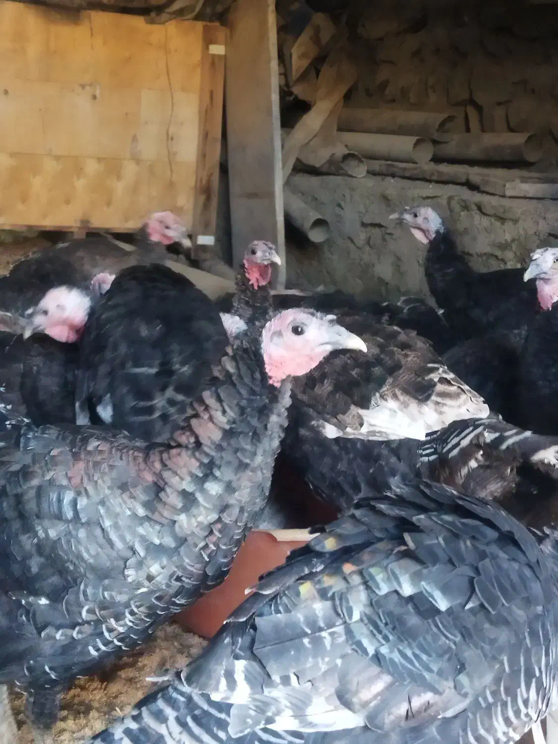 بوقلمون|حیوانات مزرعه|مشهد, ویلاشهر|دیوار