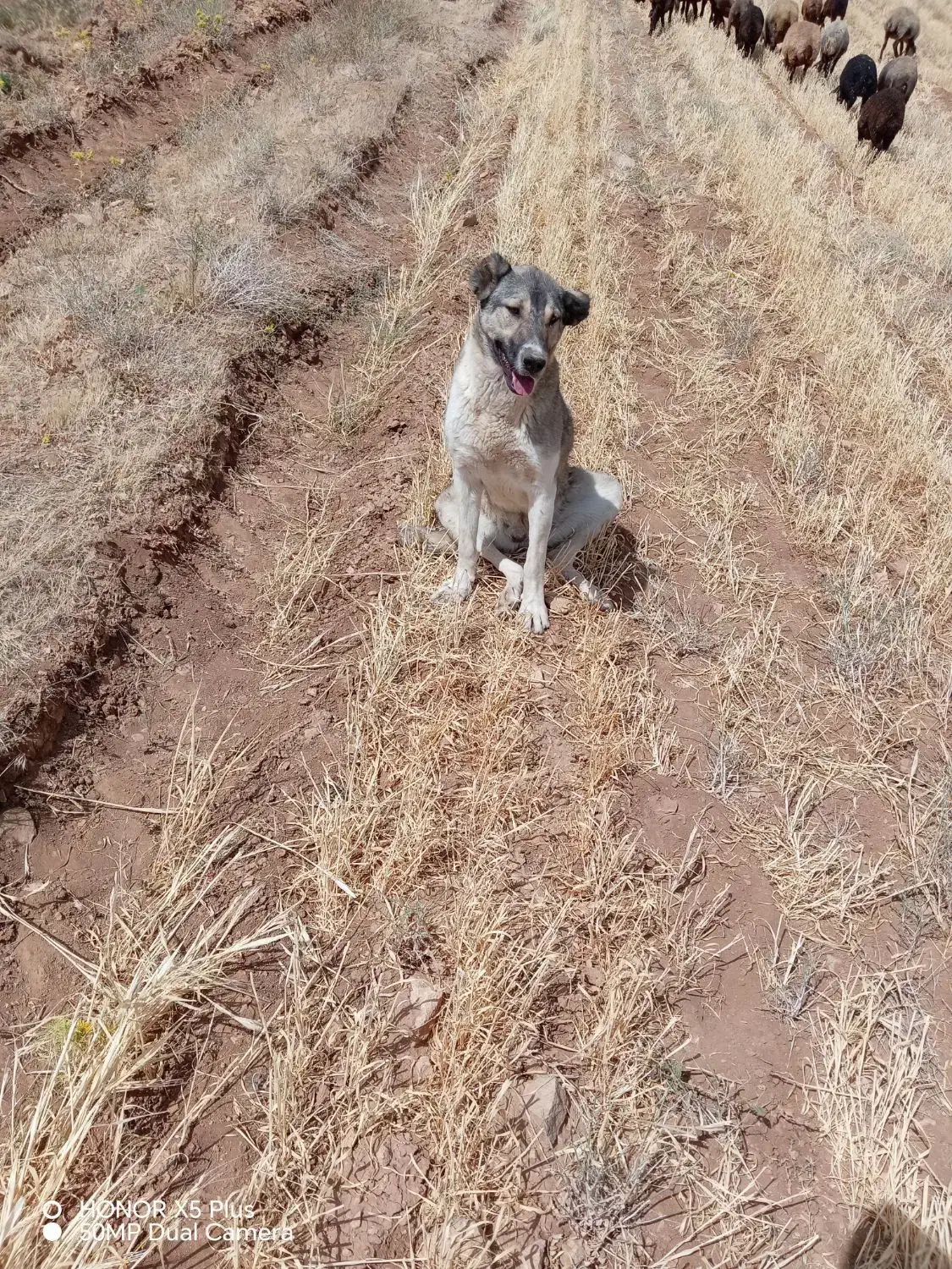 واگذاری توله سگ جوان|سگ|سردرود, |دیوار