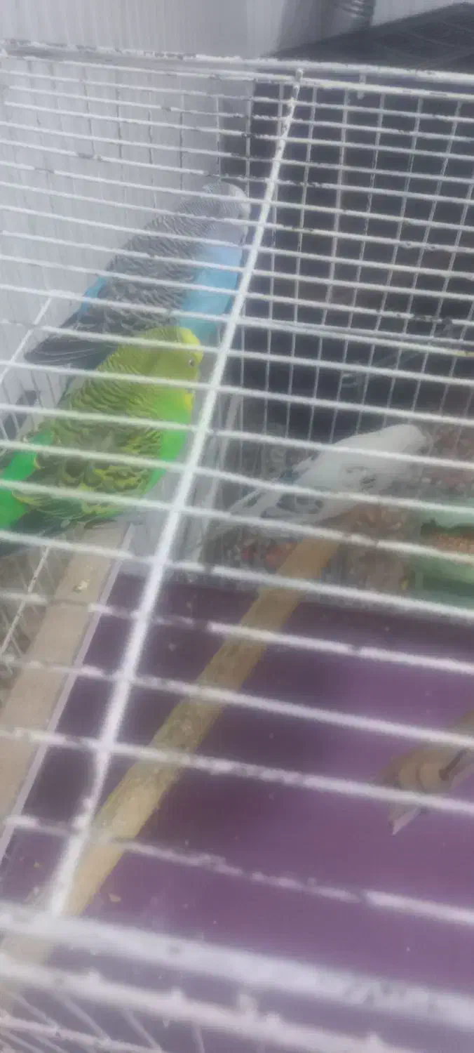 مرغ عشق ۳عدد|پرنده|رباط‌کریم, رباط‌کریم|دیوار