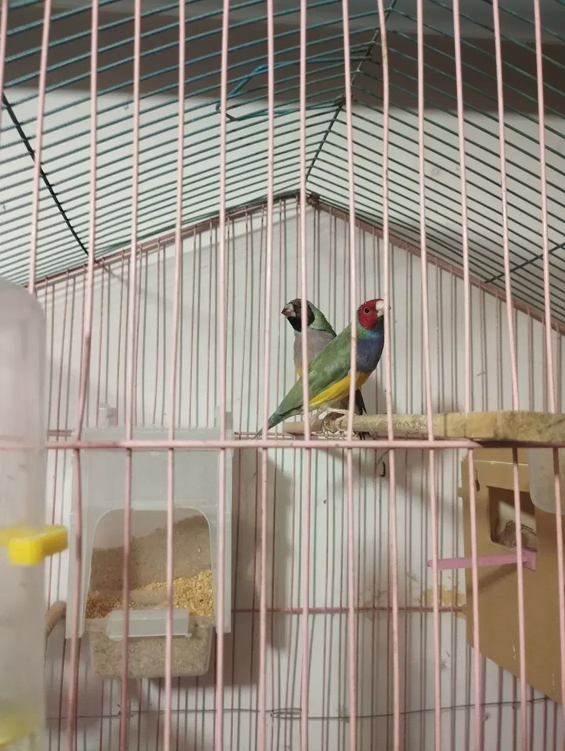 فنچ گلدین|پرنده|ارومیه, |دیوار