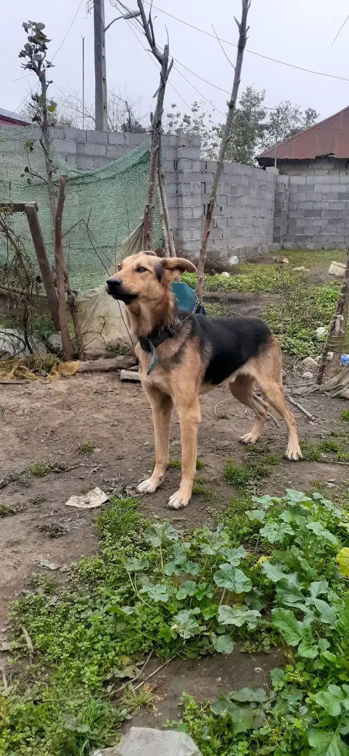 واگذاری ژرمن شپرد نروماده|سگ|رشت, رشتیان|دیوار