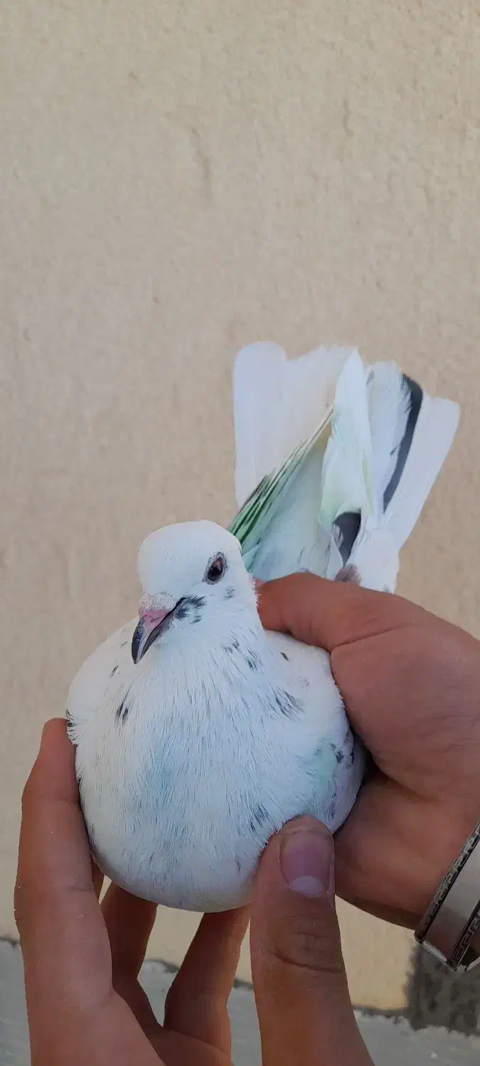 ک.بوتر نرو ماده نامبروان|پرنده|بروجن, |دیوار