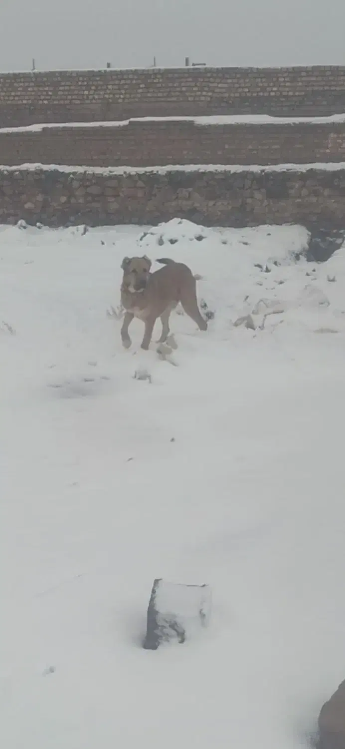 توله یک ساله|سگ|تربت جام, میان جام|دیوار