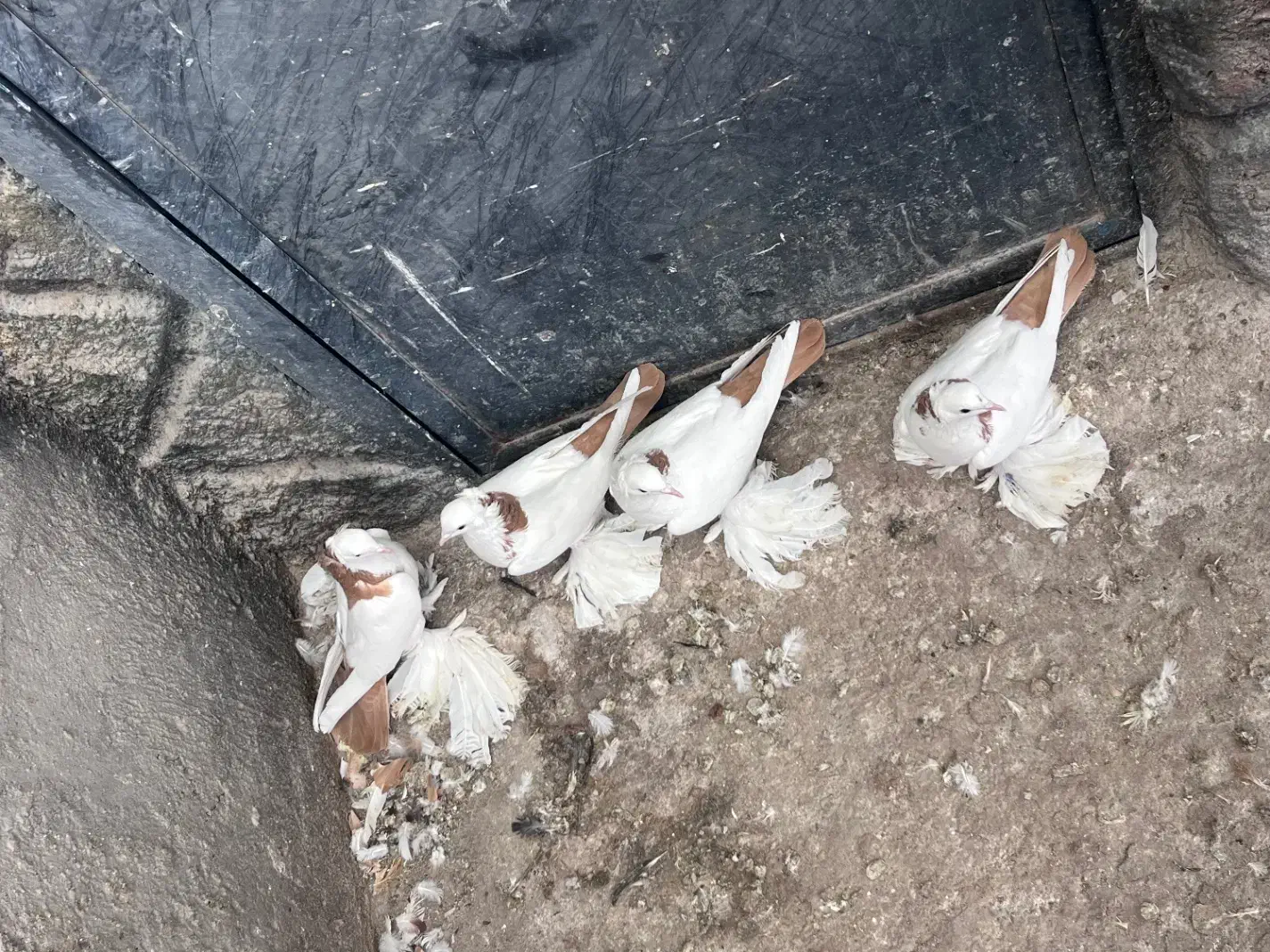 کبوتر|پرنده|تبریز, |دیوار