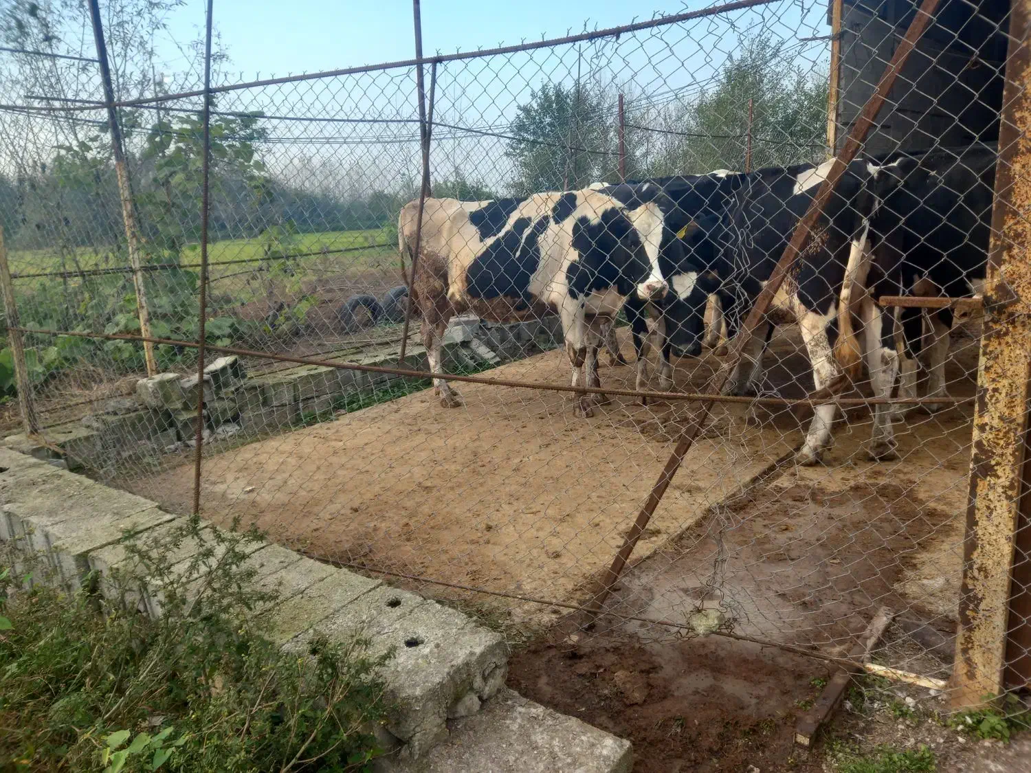 کارگر سرایدار|استخدام سرایداری و نظافت|لاهیجان, بازکیاگوراب|دیوار