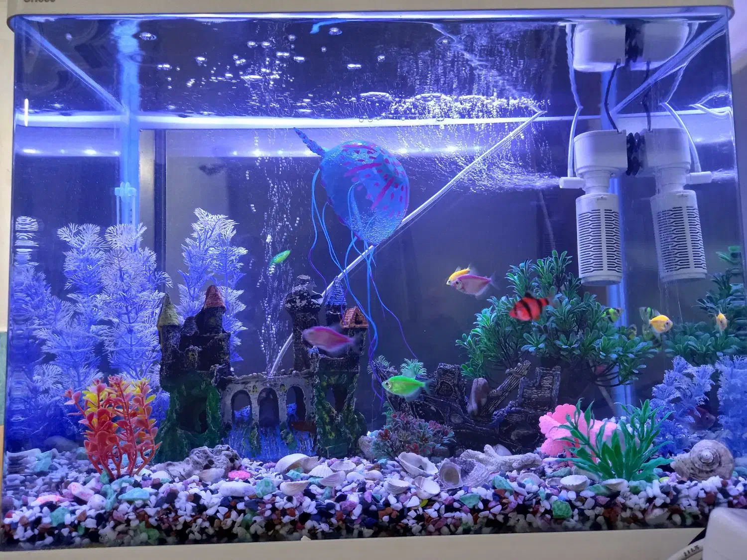 اکواریوم شرکتی با ماهی ها|ماهی|رشت, جماران|دیوار