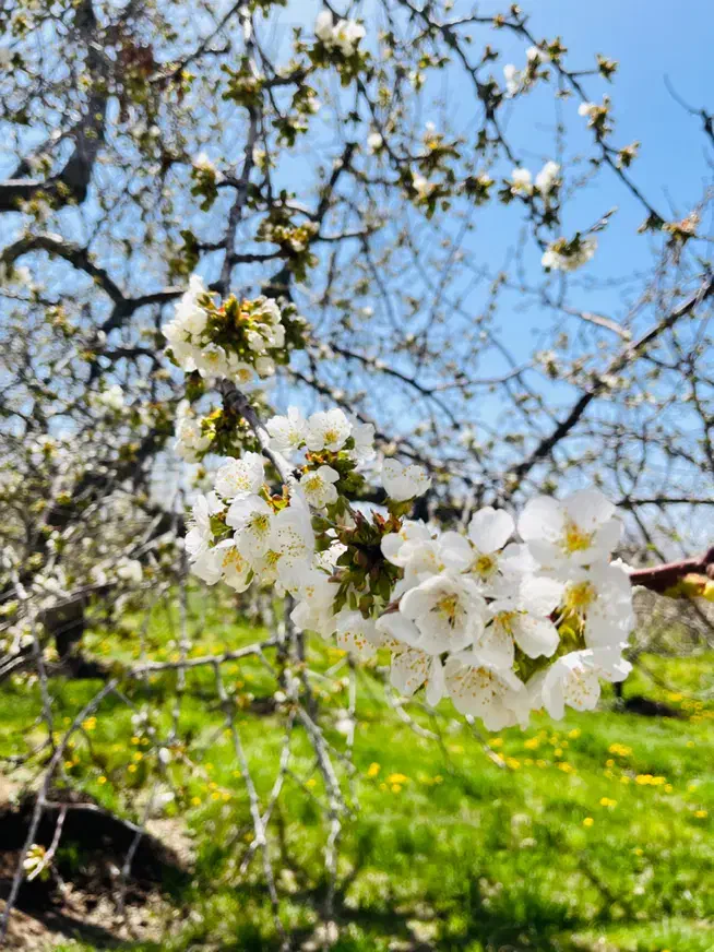 باغ ویلا دماوند جابان|فروش خانه و ویلا|دماوند, دماوند|دیوار