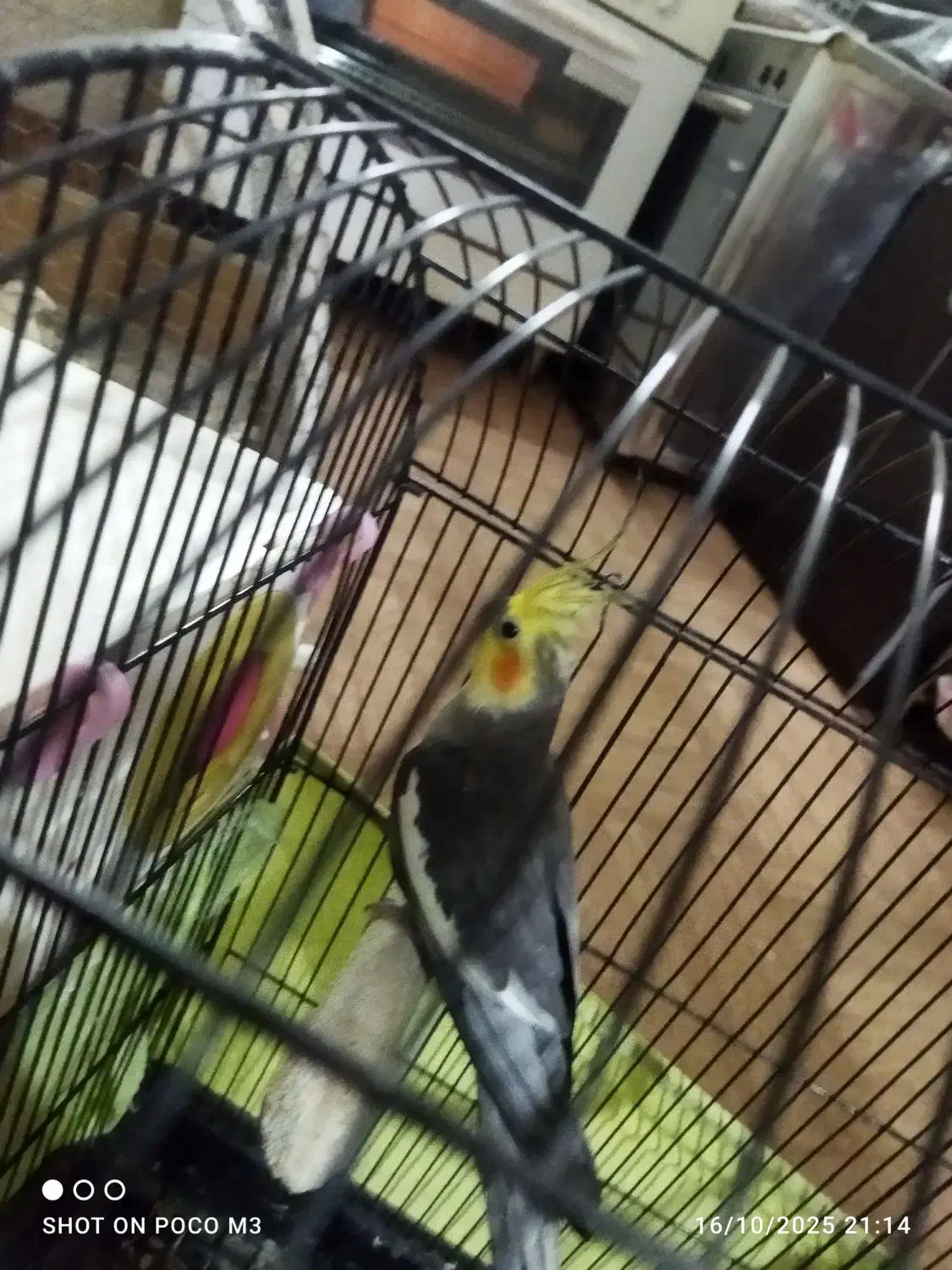 عروس هلندی|پرنده|تهران, محمودیه|دیوار