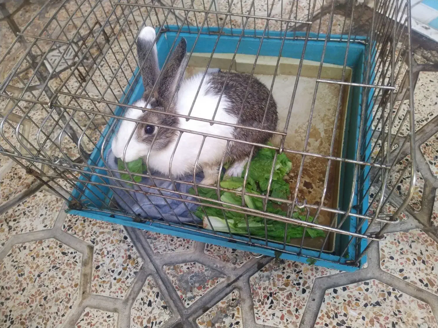 خرگوش|موش و خرگوش|تبریز, |دیوار