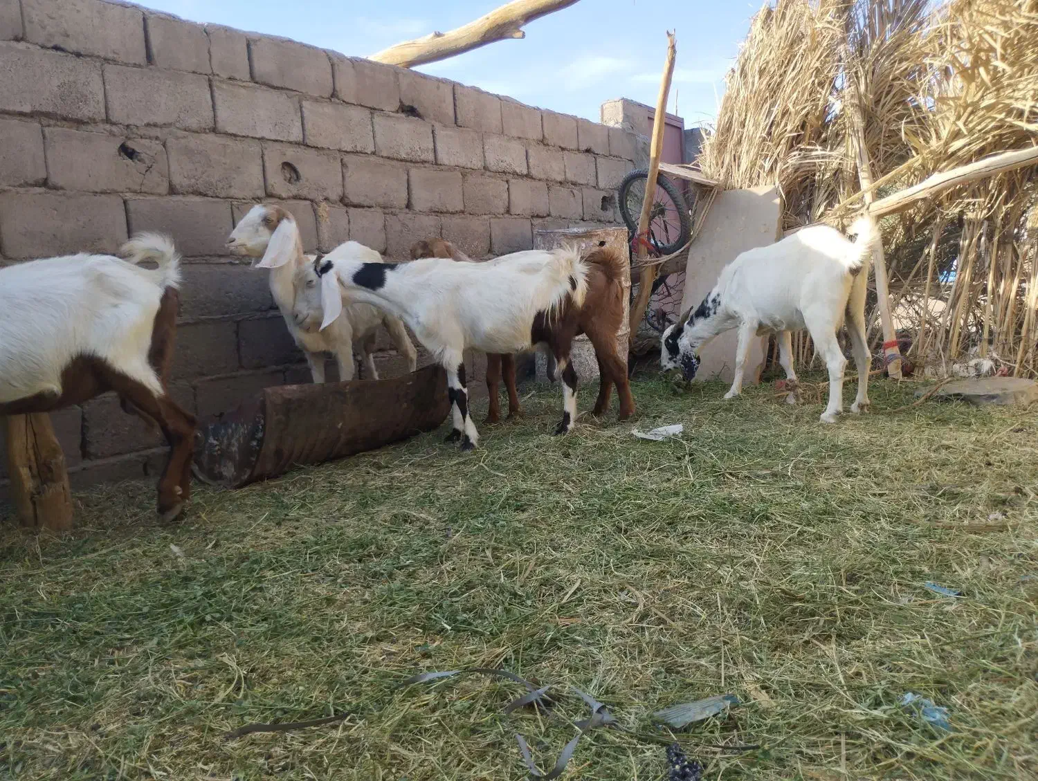 بزپاکستانی|حیوانات مزرعه|نگین کویر, |دیوار