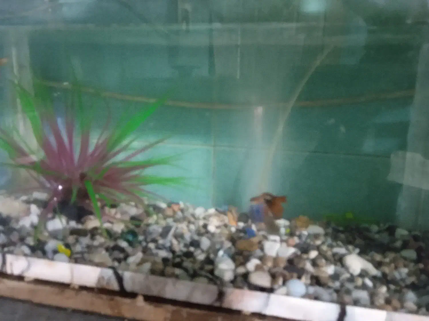 اکواریوم با ماهی و وسایل|ماهی|کرمان, |دیوار