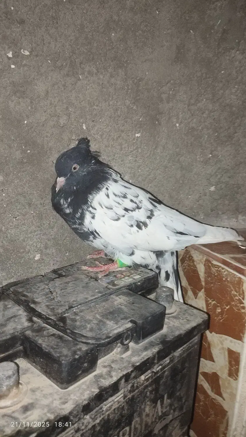 کبوتر|پرنده|مسجد سلیمان, |دیوار