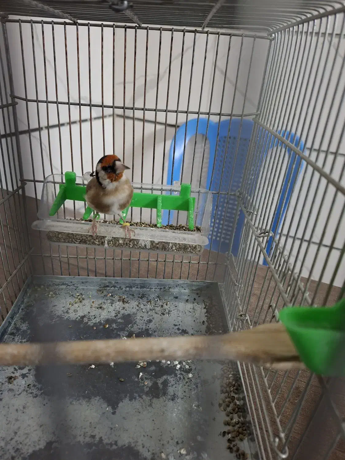 سهره جوجه قفس نازار|پرنده|بروجرد, |دیوار