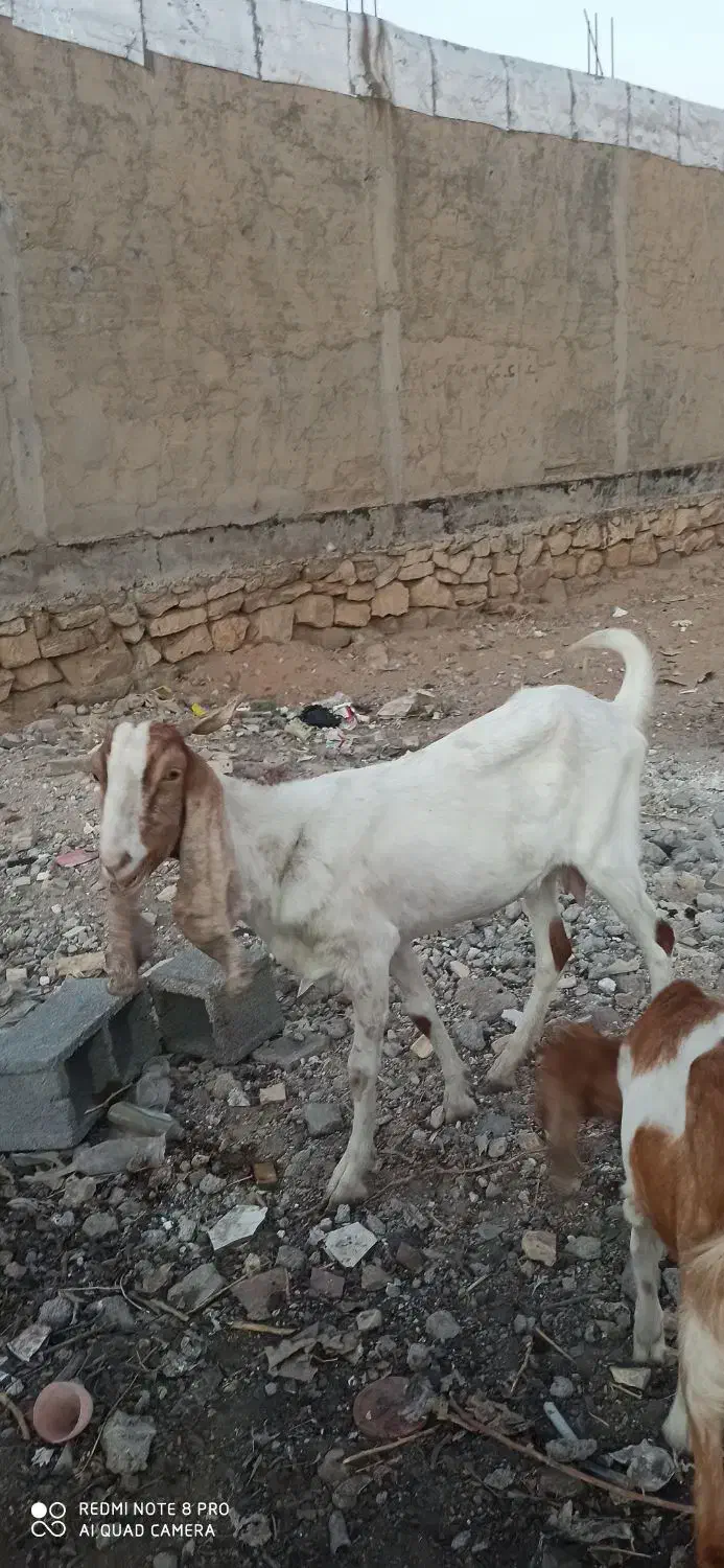 حیوانات مزرعه|حیوانات مزرعه|امیدیه, |دیوار