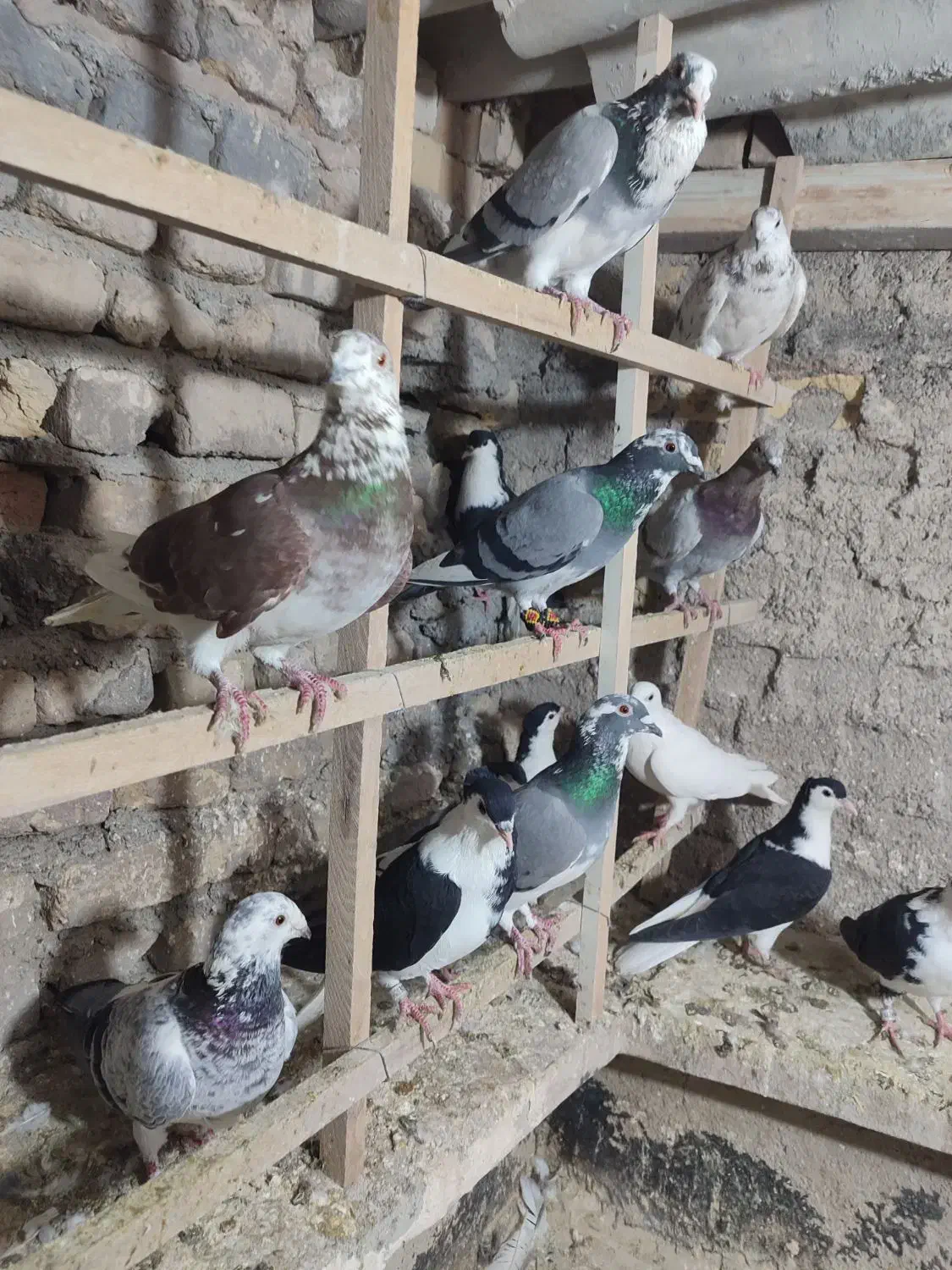 رنگه همه باهم دونه 500|پرنده|مشهد, کوشش|دیوار