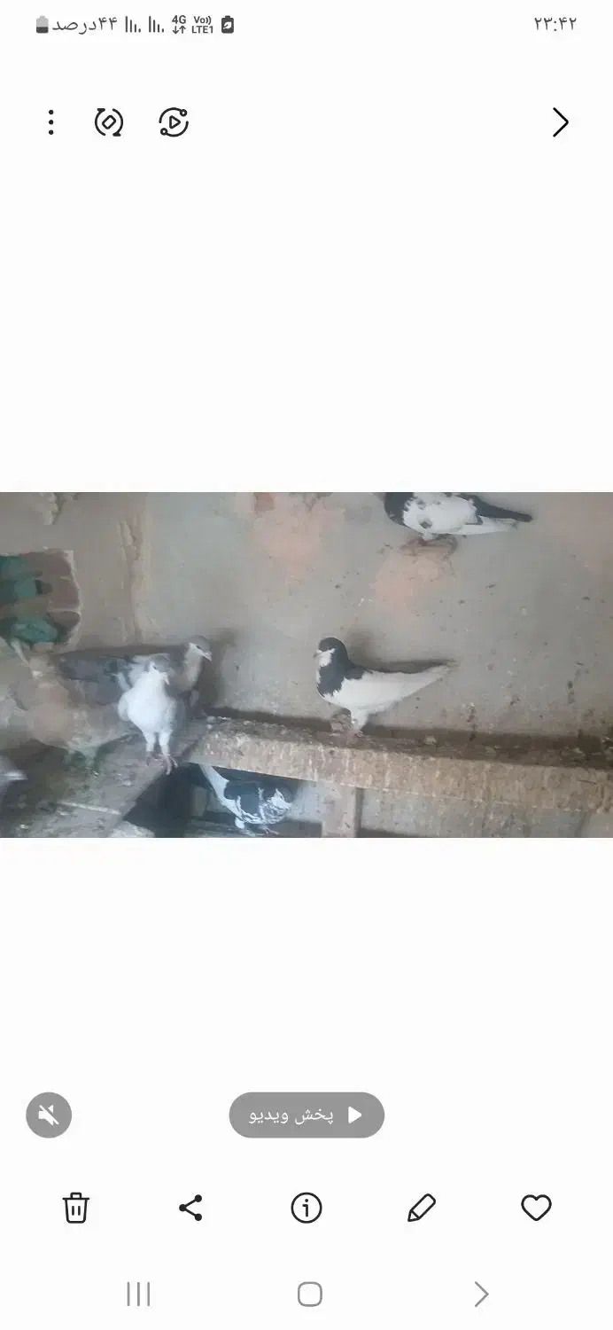 24عدد پرنده|پرنده|شیروان (خراسان), |دیوار