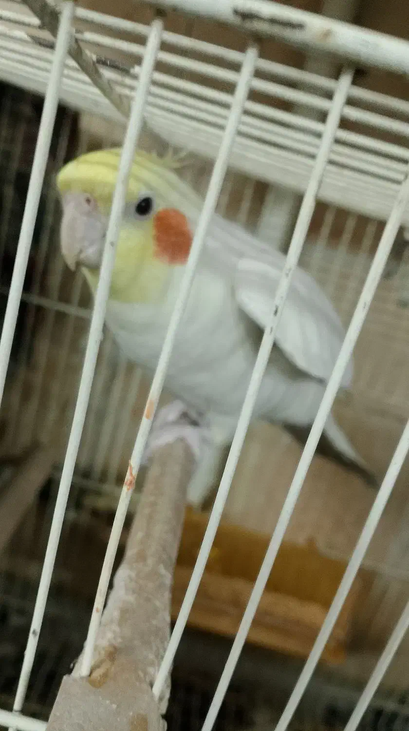 پرنده عروس|پرنده|مشهد, نوید|دیوار