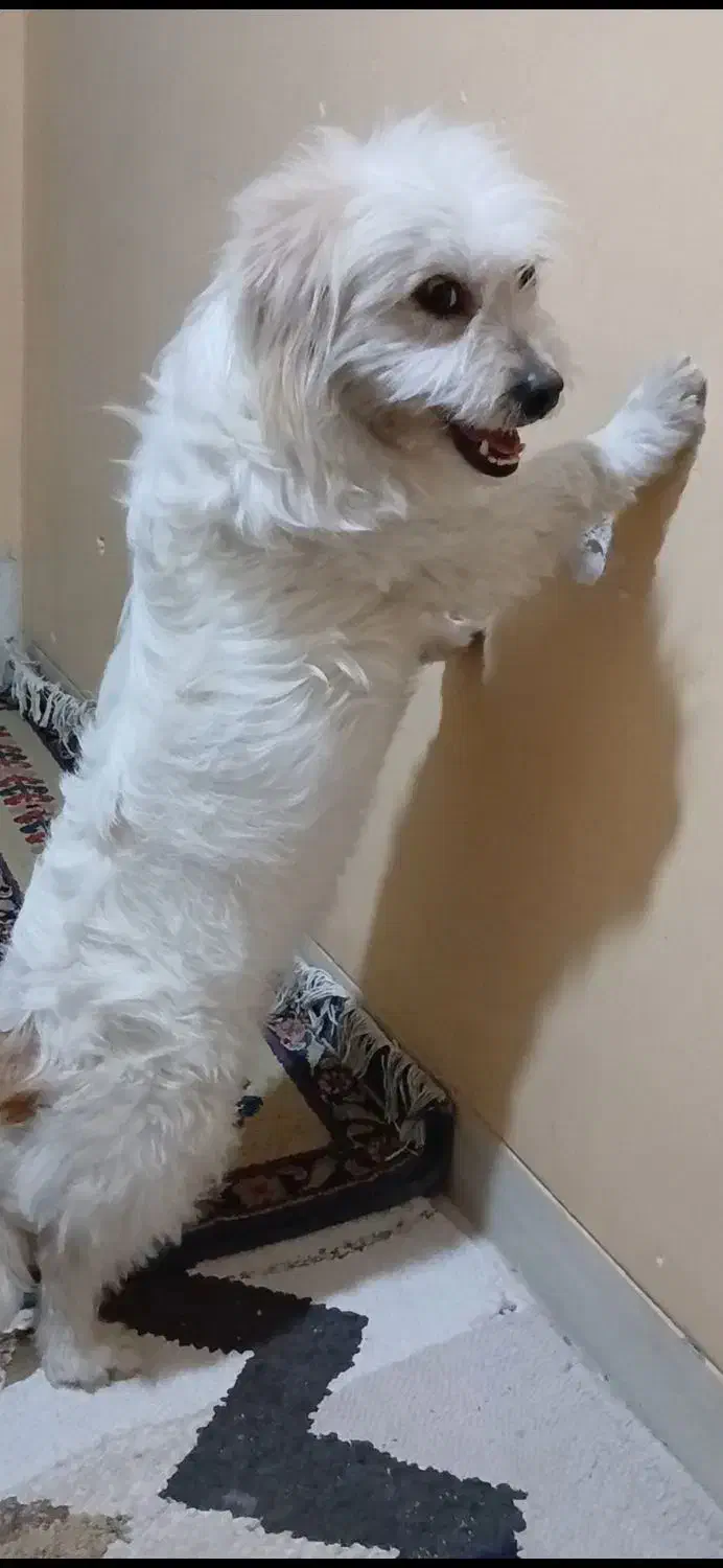 سگ تریر|سگ|فولادشهر, A2|دیوار