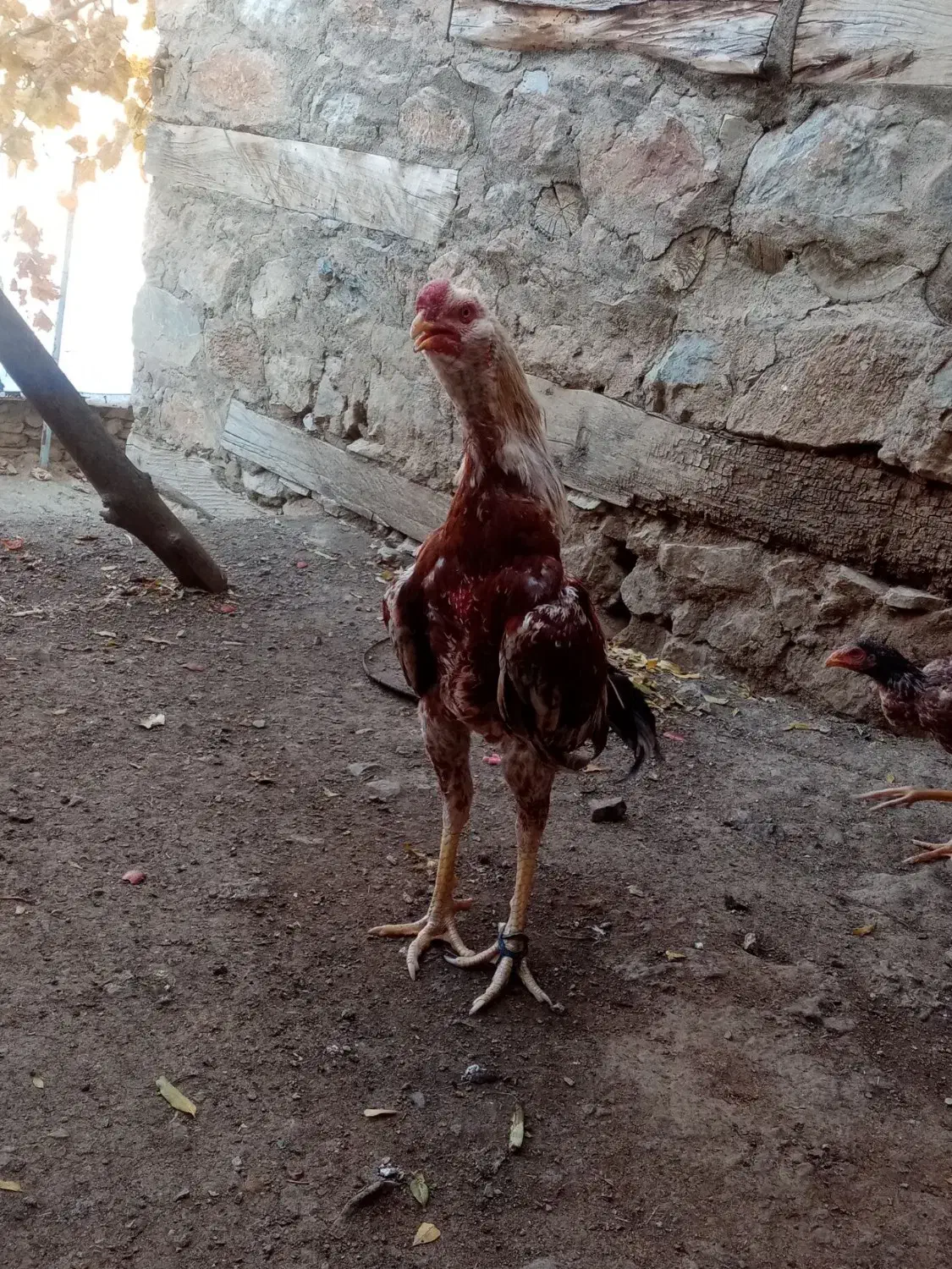 خروس لاری|حیوانات مزرعه|سروآباد, |دیوار