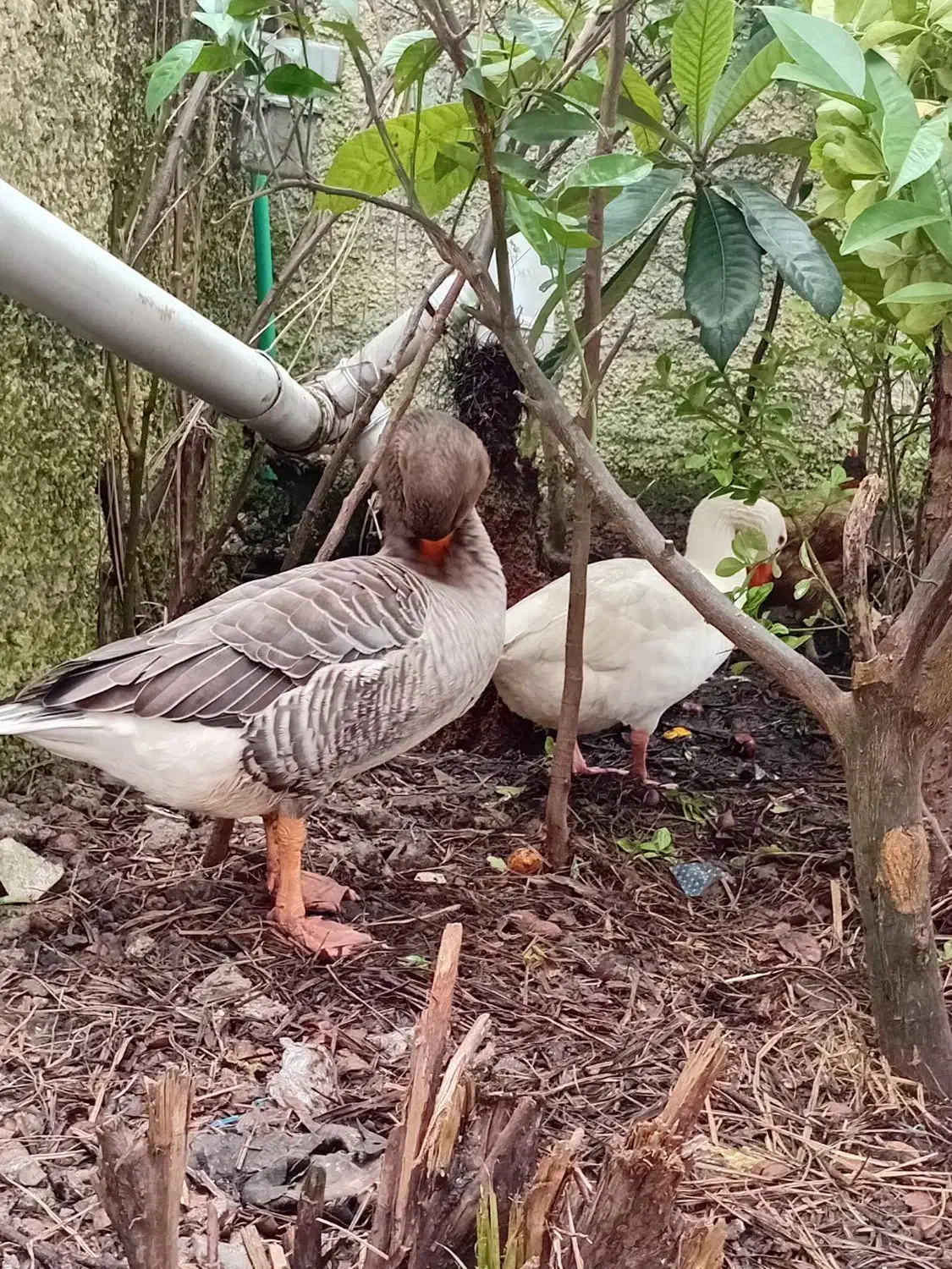 یک جفت غاز بالِغ|حیوانات مزرعه|نوشهر, |دیوار