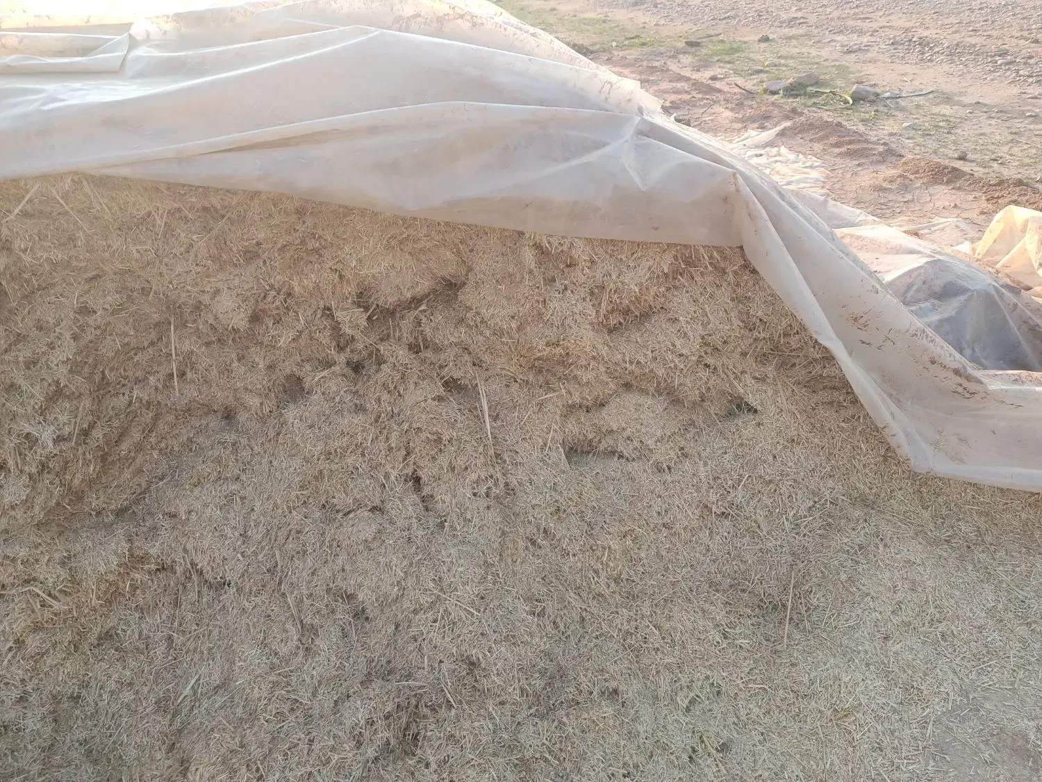 گاه|حیوانات مزرعه|شوشتر, |دیوار