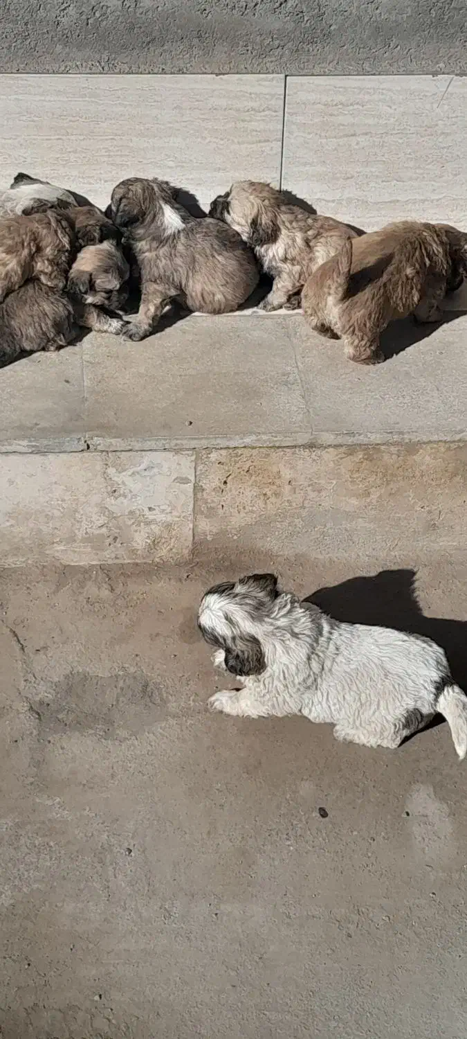 واگذاری سگ|سگ|شهر ری, فیروزآبادی|دیوار