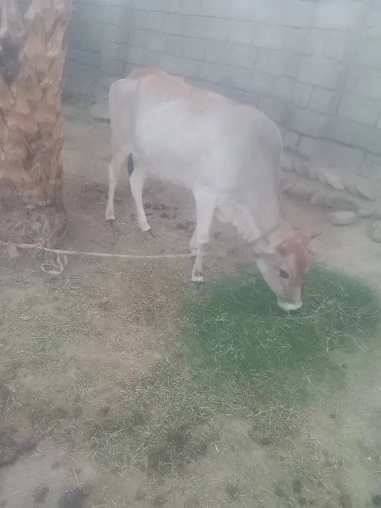 گاو ماده سالم و آبستن|حیوانات مزرعه|بیکاه, |دیوار
