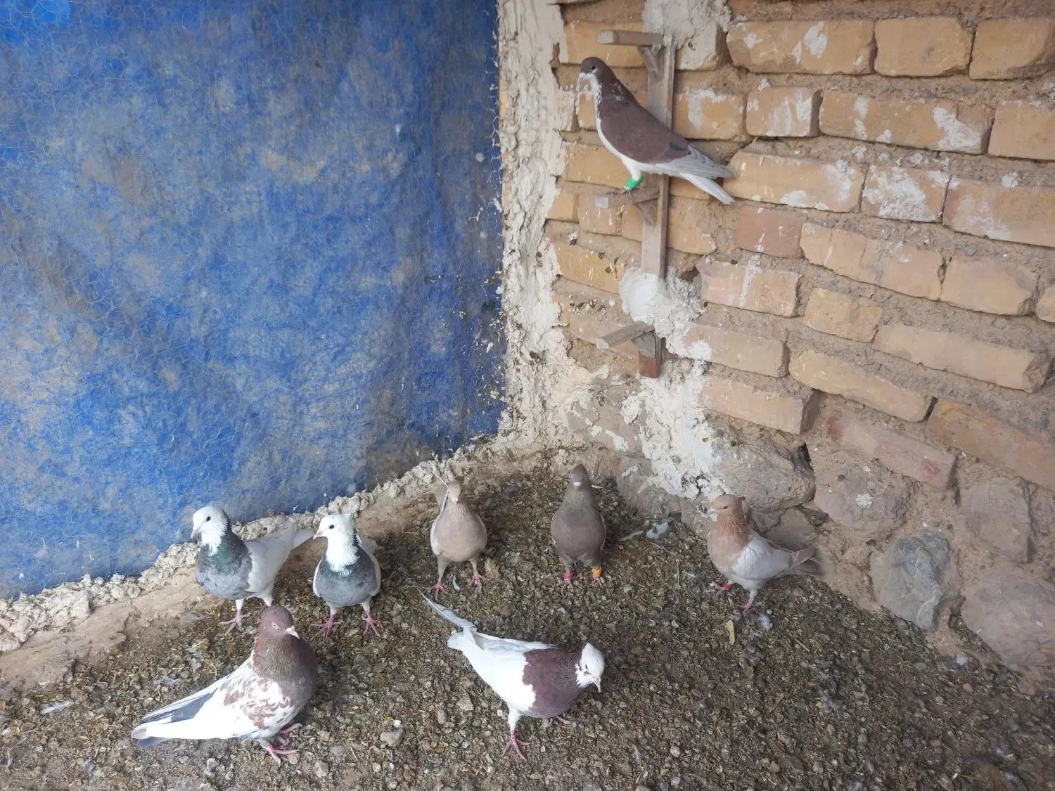 کفتر بهبهانی|پرنده|سیدان, |دیوار