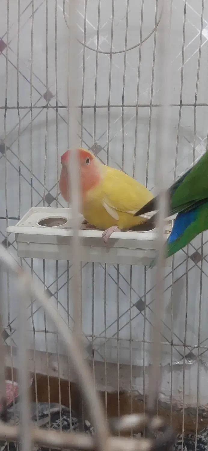 طوطی برزیلی|پرنده|اردبیل, |دیوار