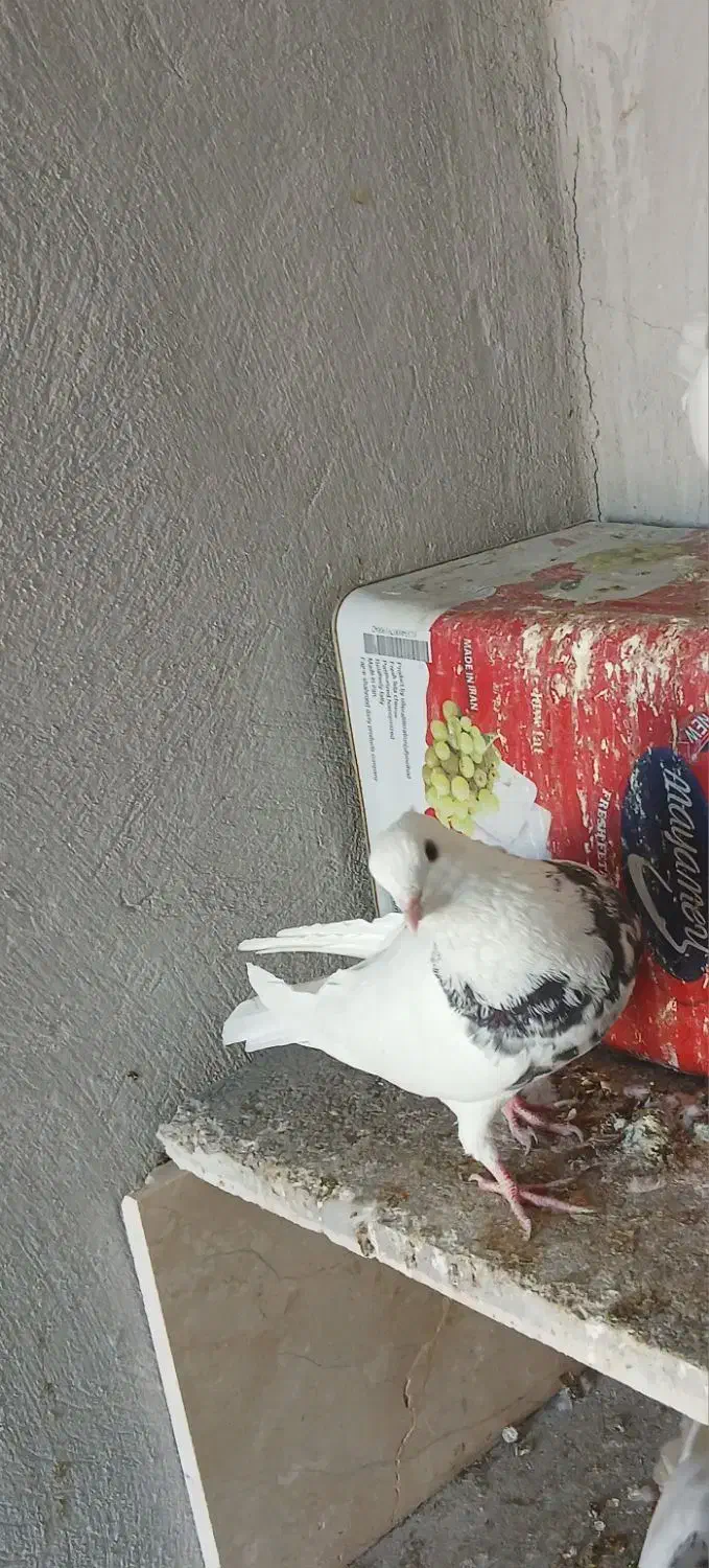 طوقی|پرنده|گلپایگان, |دیوار