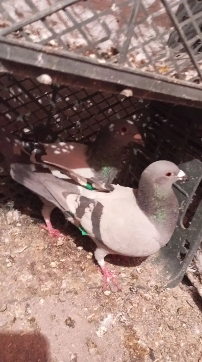 کبوتر پلاکی و کرس|پرنده|جوانرود, |دیوار