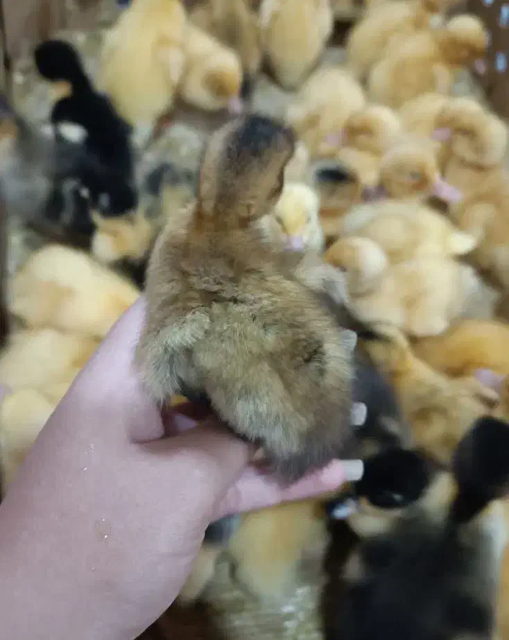 جوجه اردک ۵ روزه|حیوانات مزرعه|ماسال, |دیوار