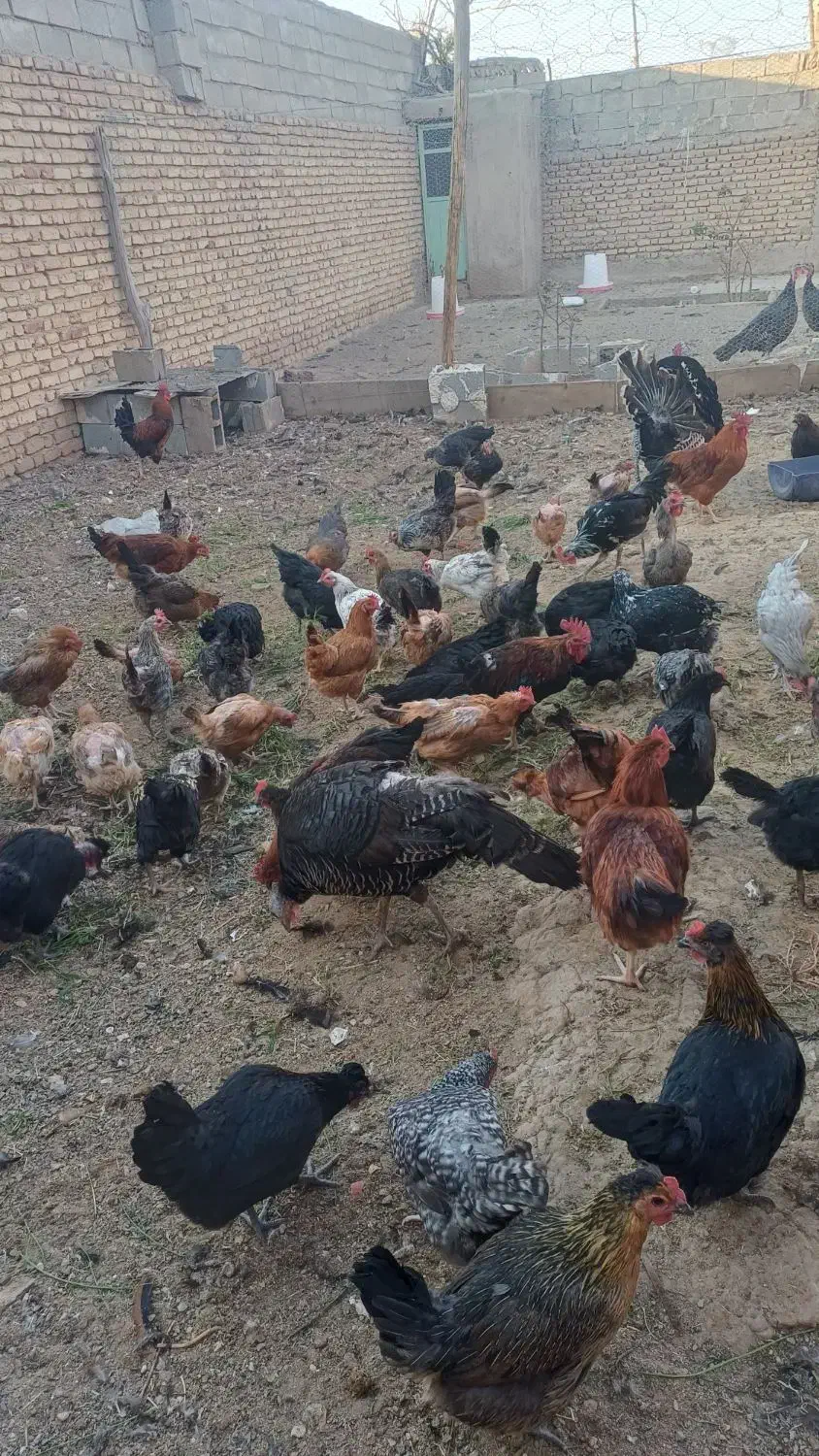 استهبان نیریز دونه ای ۳۵۰ هزار تومان|حیوانات مزرعه|رونیز, |دیوار