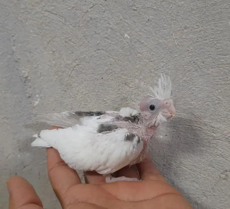 جوجه عروس هلندی و قناری|پرنده|خاش, |دیوار