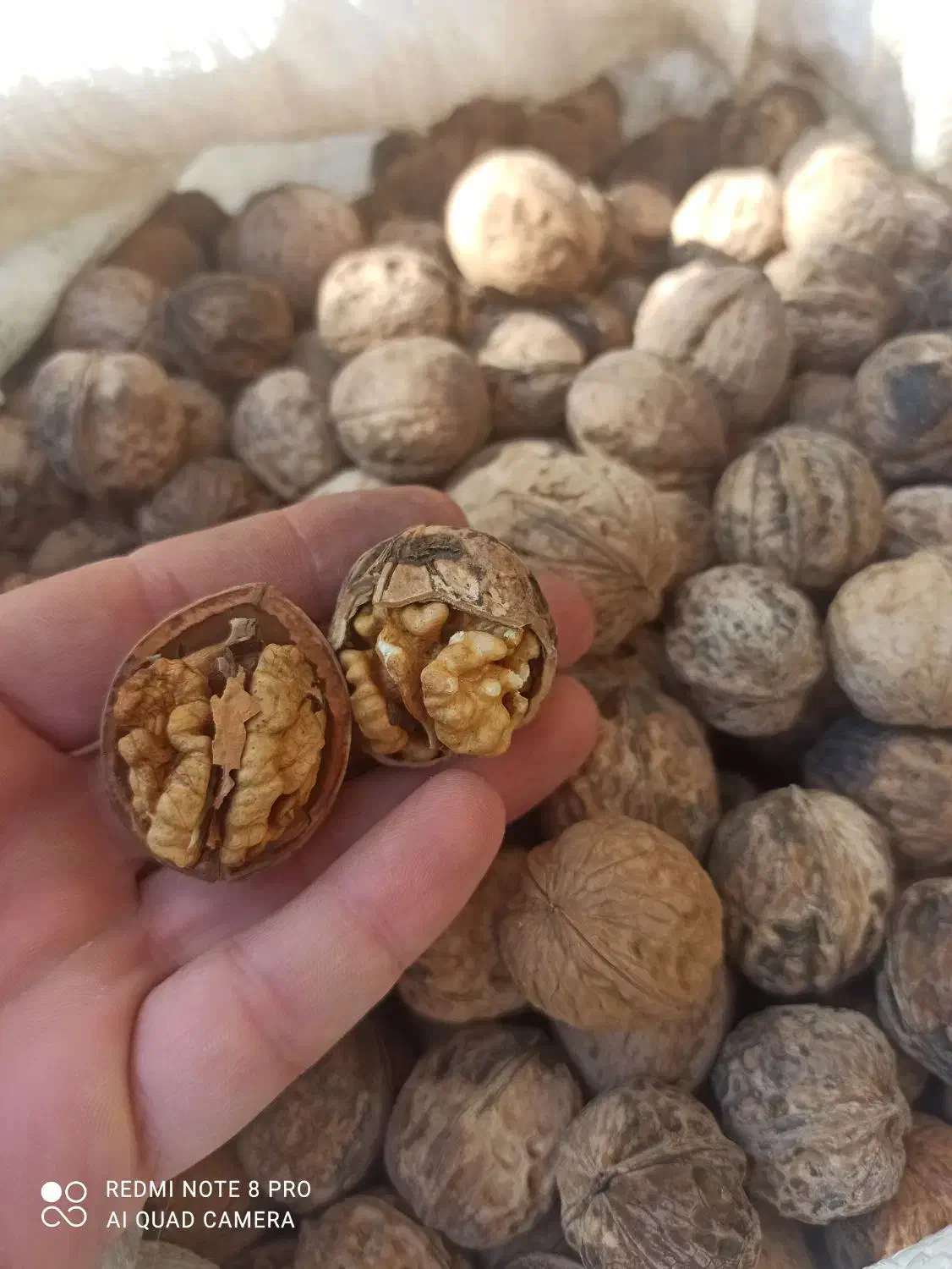 گردو|خوردنی و آشامیدنی|گنبد کاووس, |دیوار