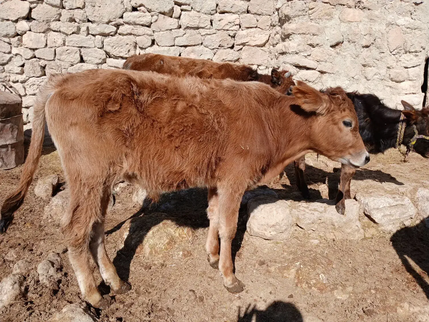 گوساله نر|حیوانات مزرعه|مسجد سلیمان, |دیوار